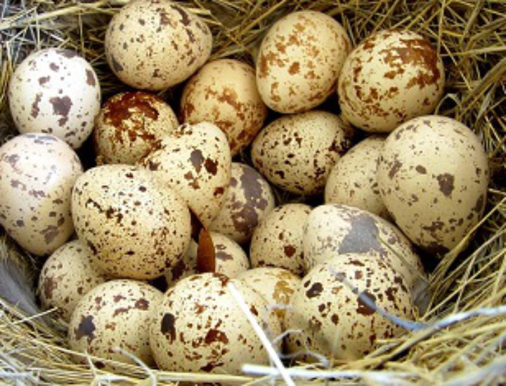 Перепелиные яйца польза и вред