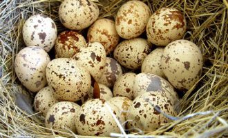 Перепелиные яйца польза и вред