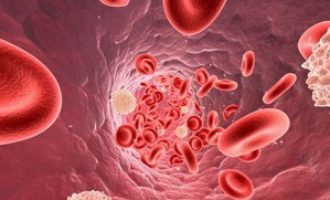 Норма лейкоцитов в крови у женщин